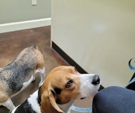 Animal Medical Center