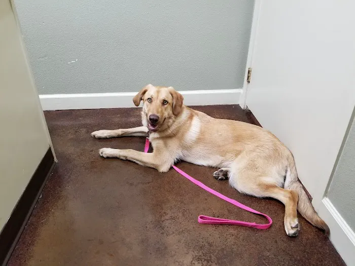 Animal Medical Center Picture 6
