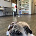 Greenville Animal Hospital