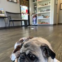 Greenville Animal Hospital ico