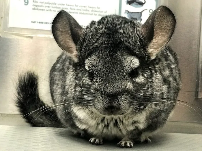 Greenville Animal Hospital Picture 6