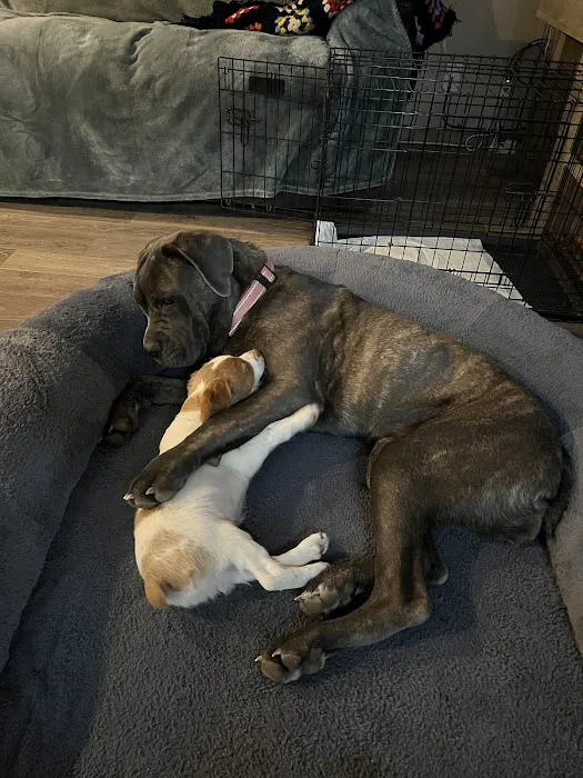 Greenville Animal Hospital Picture 9