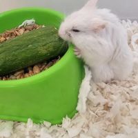 Angel Parkway Pet Hospital ico