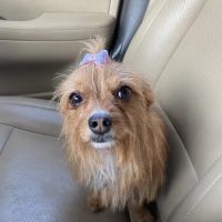 Bethany Pet Hospital ico