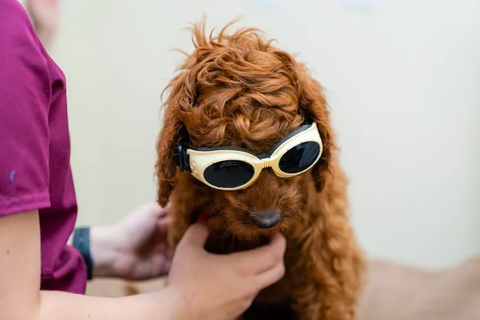 Bethany Pet Hospital Picture 7