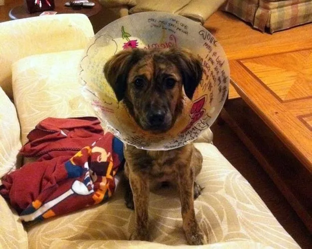 Bethany Pet Hospital Picture 10