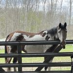 Metamora Complete Equine Vet