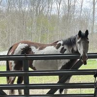 Metamora Complete Equine Vet ico