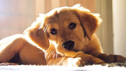 All Creatures Veterinary Service Picture 3