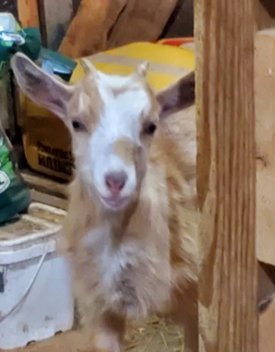 All Creatures Veterinary Service Picture 8