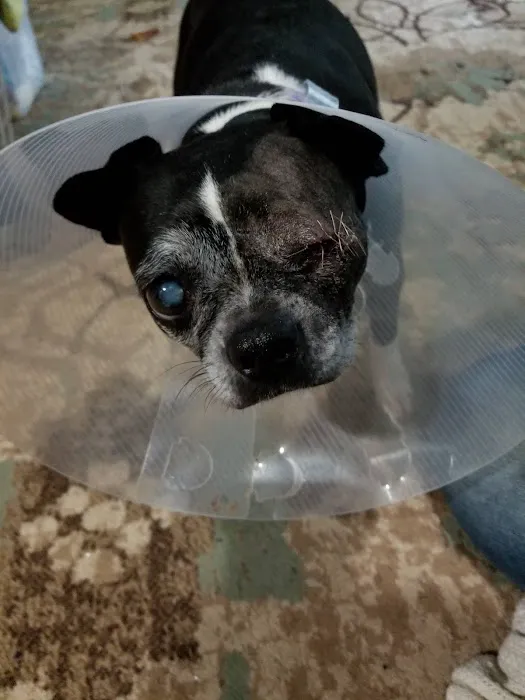Animal Medical Center of Lapeer Picture 3