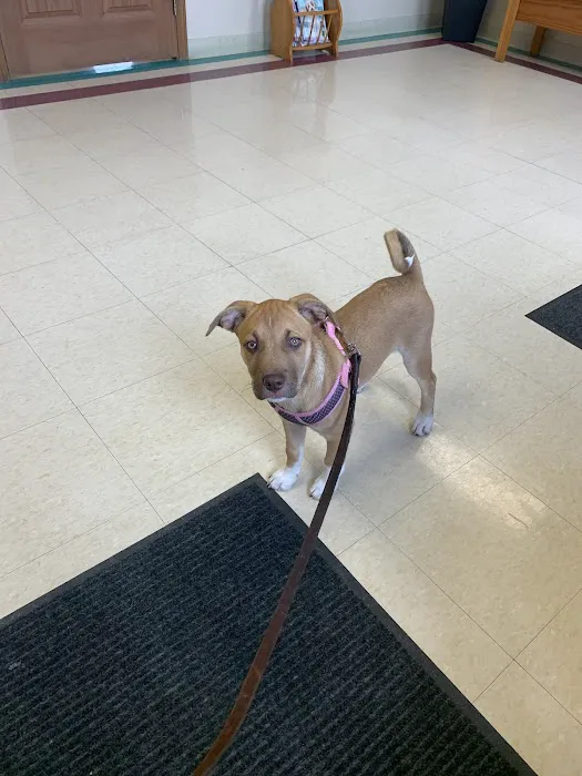 Animal Medical Center of Lapeer Picture 2