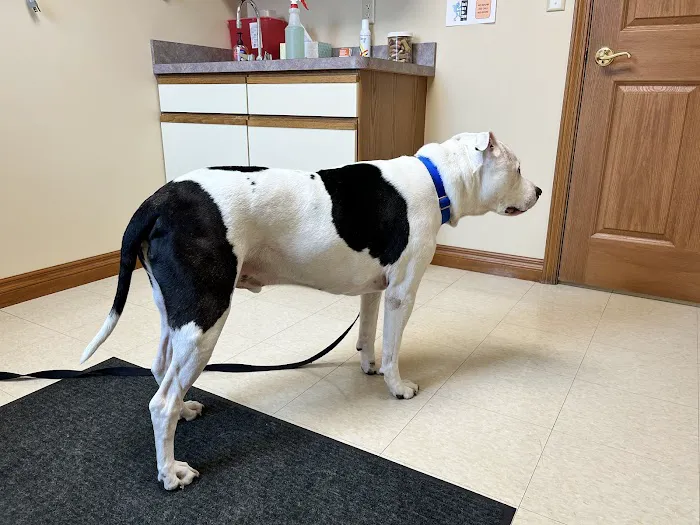 Animal Medical Center of Lapeer Picture 5