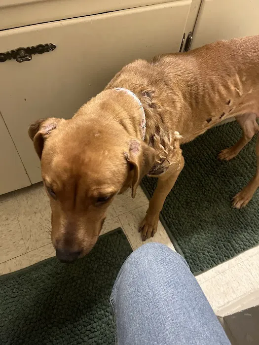 Animal Medical Center of Lapeer Picture 9