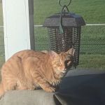 Daley Road Animal Care