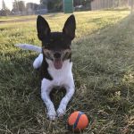 Robinette Bobbie DVM