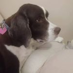 Arborview Veterinary Clinic: Persia Kimber L DVM