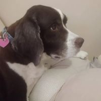 Arborview Veterinary Clinic: Persia Kimber L DVM ico