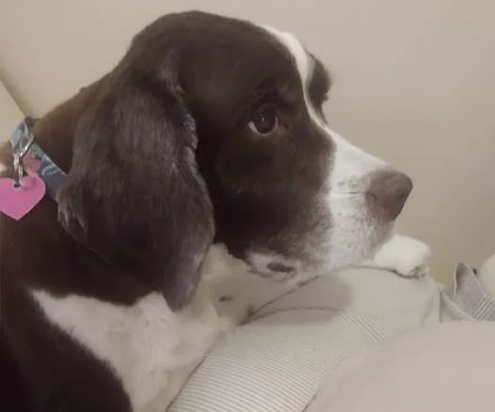 Arborview Veterinary Clinic: Persia Kimber L DVM