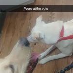 Bell Veterinary Clinic