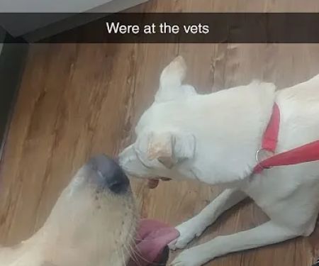 Bell Veterinary Clinic