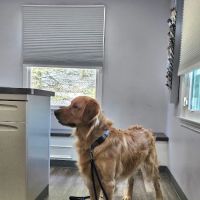 Thorpe Animal Hospital ico