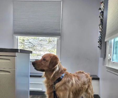 Thorpe Animal Hospital