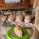 Animal Health Care of North Branch