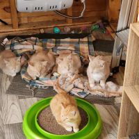 Animal Health Care of North Branch ico