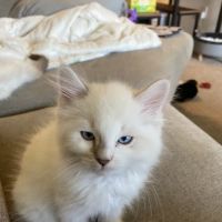 Uptown Veterinary Clinic ico