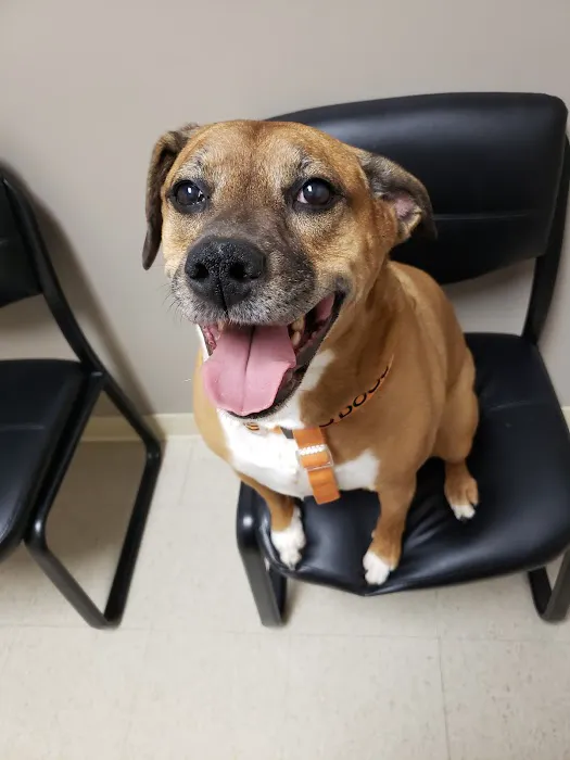 Uptown Veterinary Clinic Picture 4