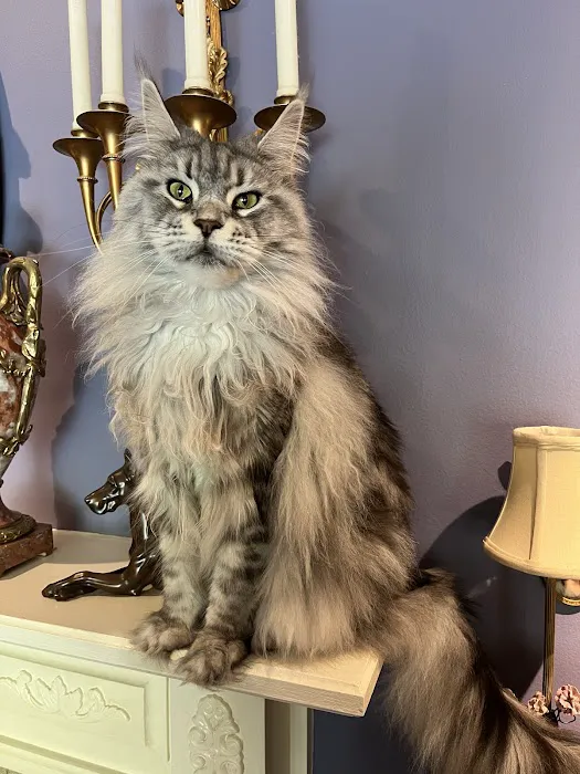 Fancy Lynx Maine Coons Picture 1