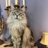 Fancy Lynx Maine Coons ico