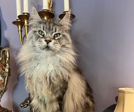 Fancy Lynx Maine Coons