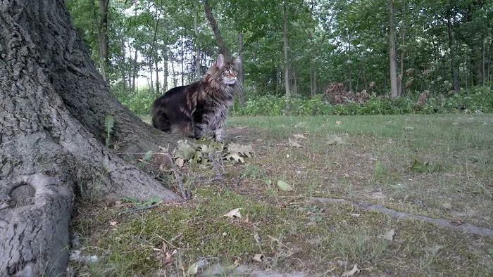 Fancy Lynx Maine Coons Picture 3