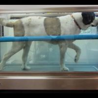 Animal Rehabilitation Facility ico