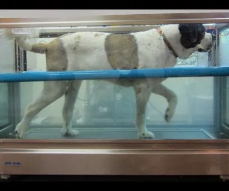 Animal Rehabilitation Facility