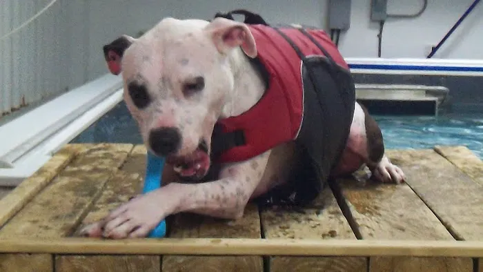 Animal Rehabilitation Facility Picture 8
