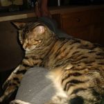 Banfield Pet Hospital