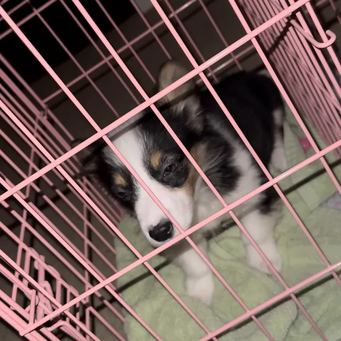 Woodland Animal Hospital Picture 3