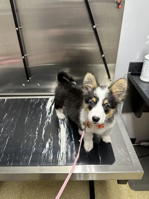 Woodland Animal Hospital Picture 2