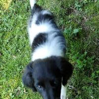 Mill Pond Animal Hospital ico
