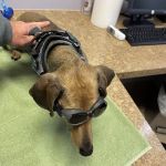Lake Huron Veterinary Clinic