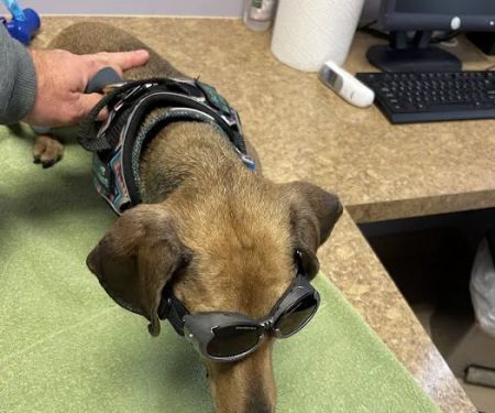 Lake Huron Veterinary Clinic