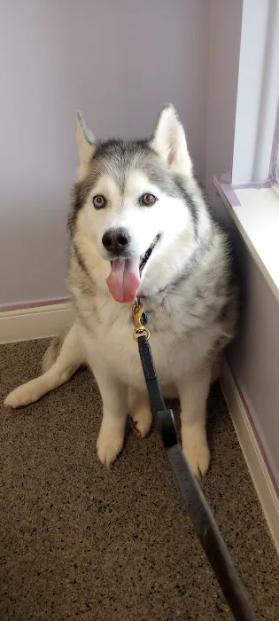 North River Animal Hospital Picture 10
