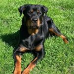 Animal Hospital of Lakeport