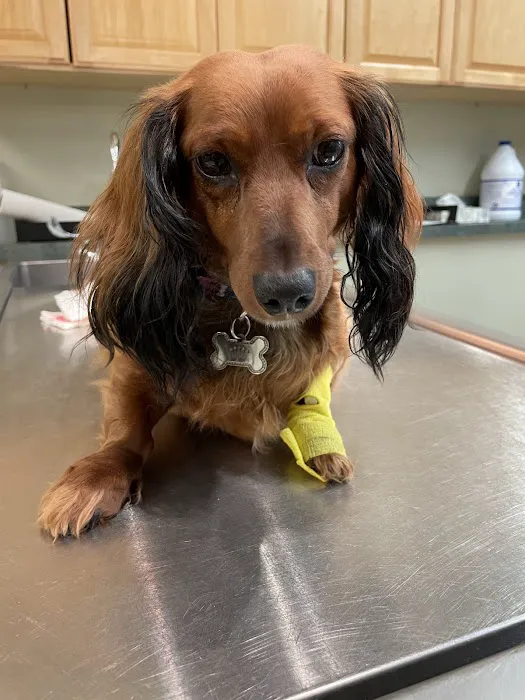 Animal Hospital of Lakeport Picture 7