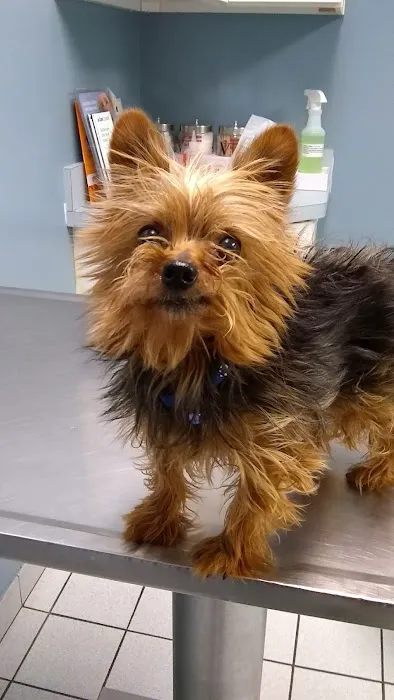 Yale Veterinary Hospital Picture 2