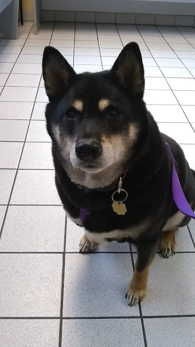 Yale Veterinary Hospital Picture 1