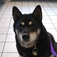 Yale Veterinary Hospital ico